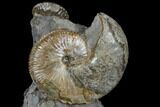 Fossil Ammonite And Whelk Cluster - South Dakota #115076-1